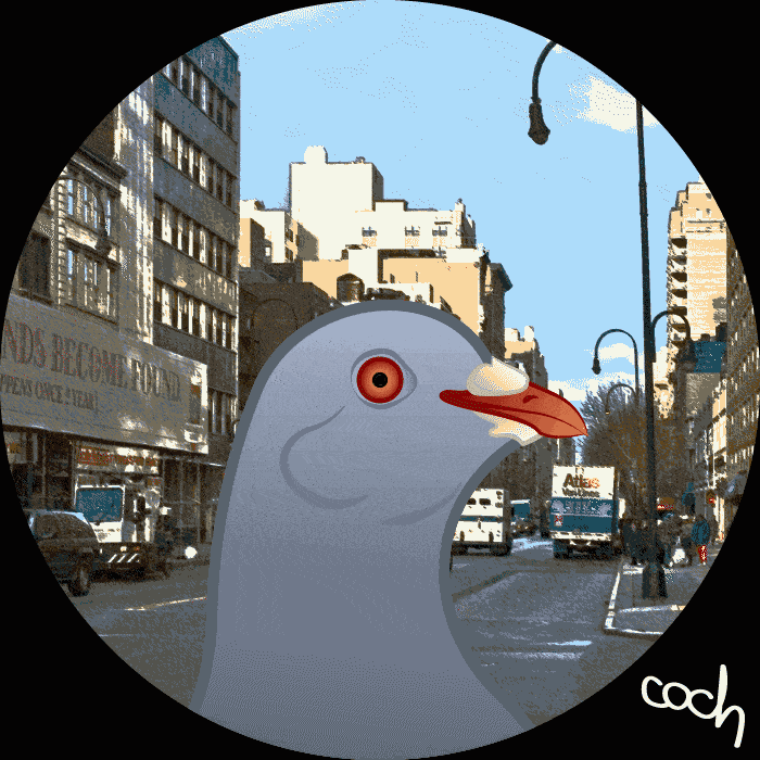 animation pigeon - Jérémy Cochet graphiste print & web